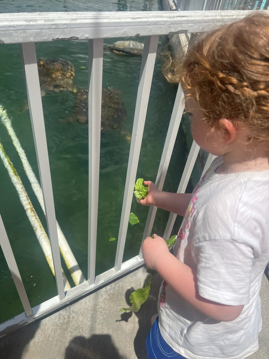 Verity feeding turtles lettuce