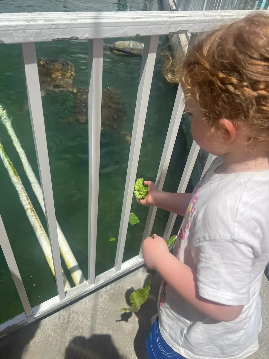 Lunchtime at the Turtle Hospital. The turtles were very keen on the lettuce.