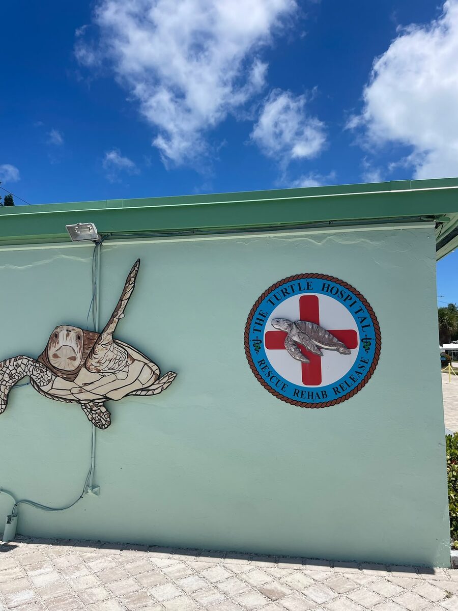 The Turtle Hospital
